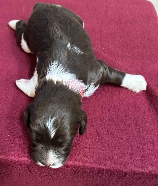 Brittany Puppies media 16
