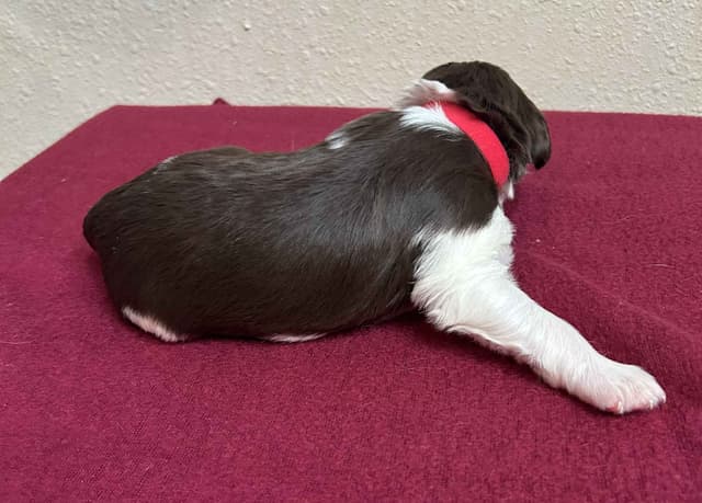 Brittany Puppies media 17