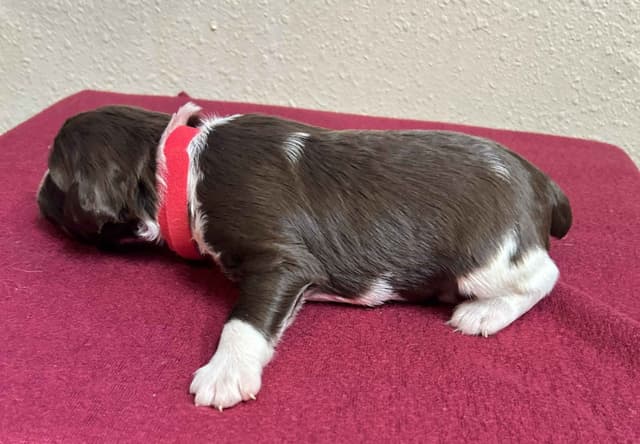 Brittany Puppies media 18