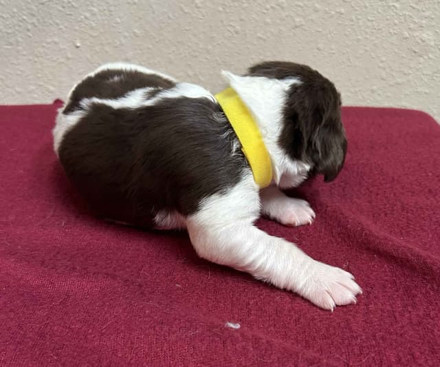 Brittany Puppies media 22
