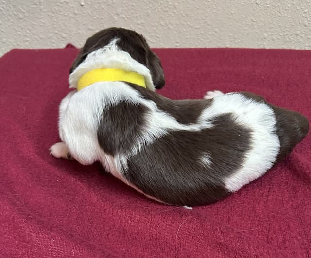 Brittany Puppies media 23
