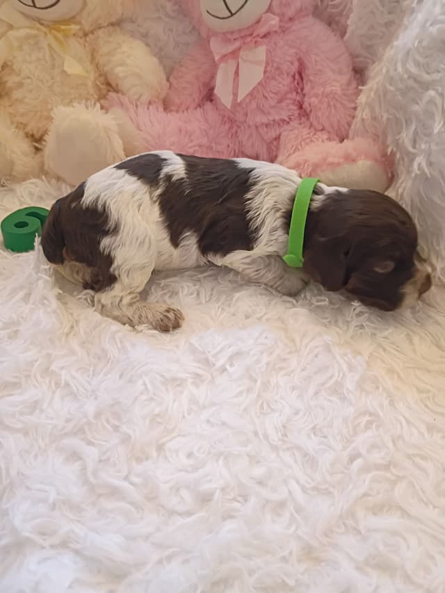 Brittany Puppies media 4