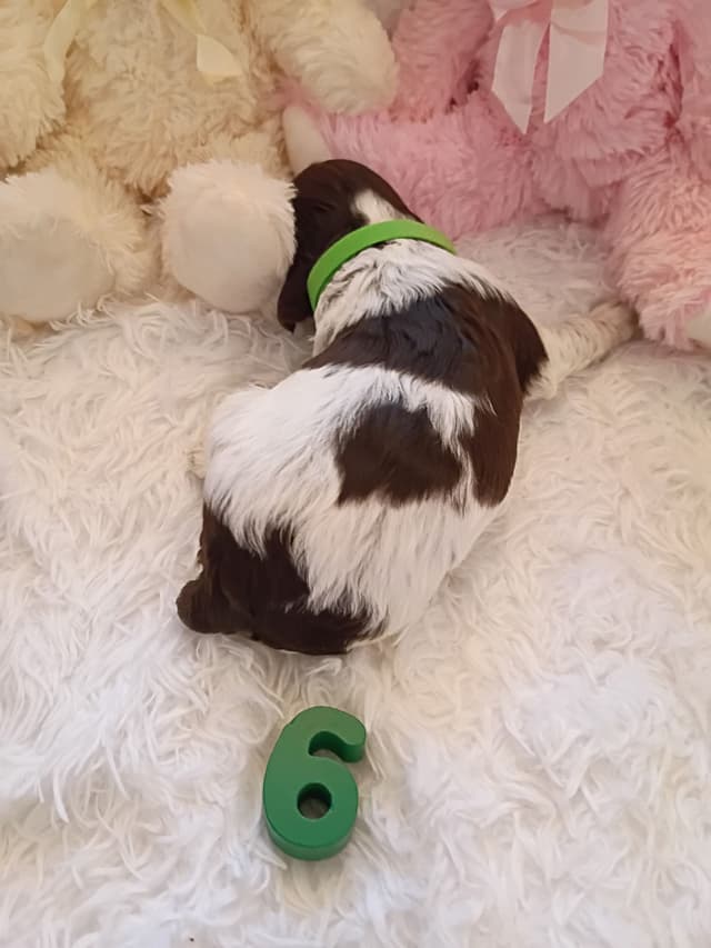 Brittany Puppies media 5