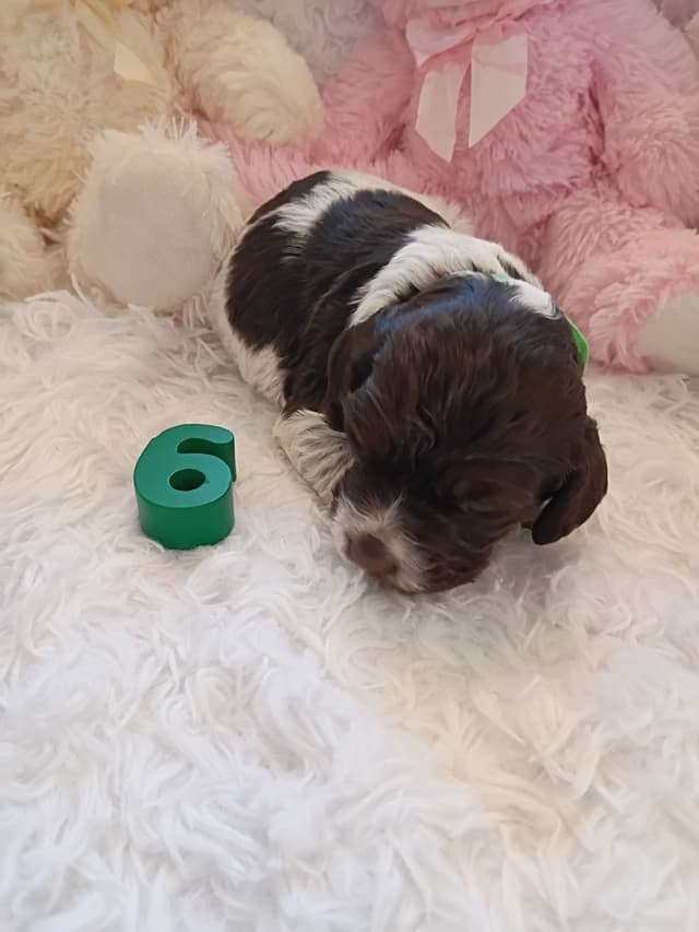 Brittany Puppies media 6