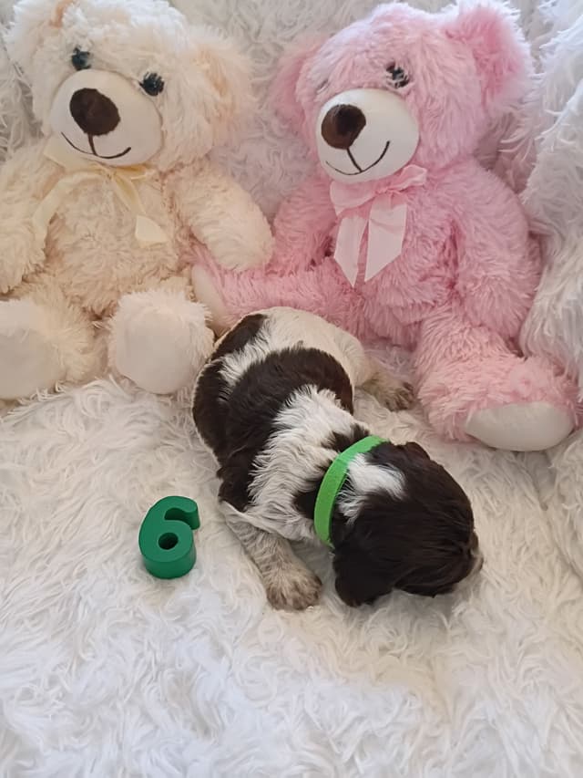 Brittany Puppies media 7