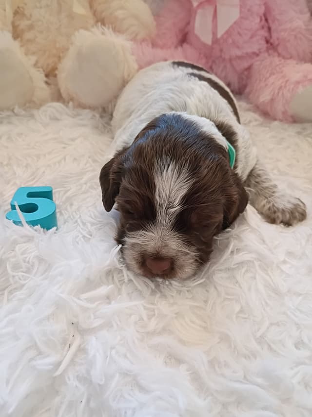 Brittany Puppies media 8