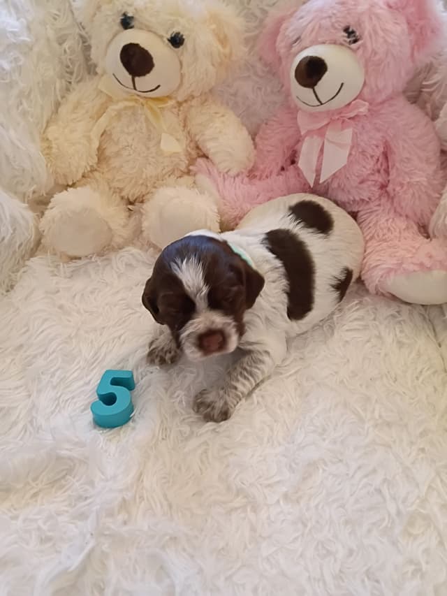 Brittany Puppies media 11