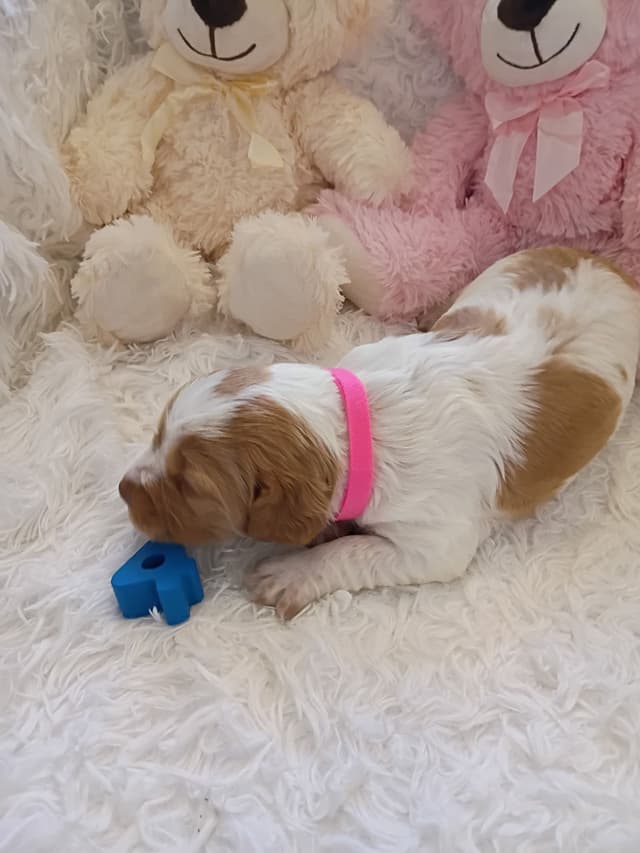 Brittany Puppies media 12