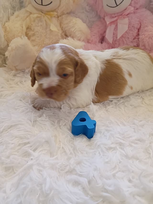 Brittany Puppies media 13