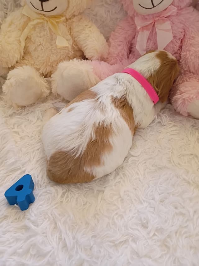 Brittany Puppies media 14