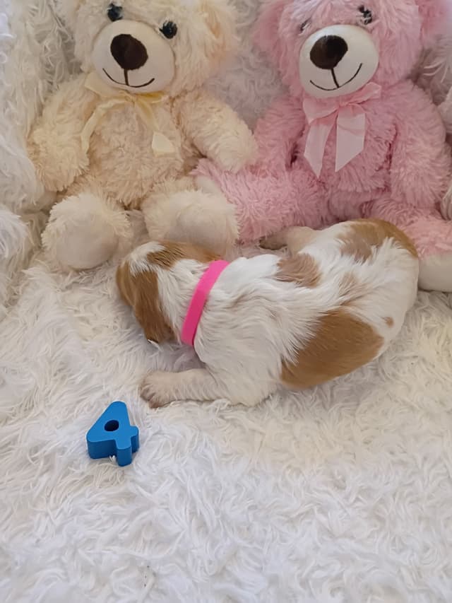 Brittany Puppies media 15