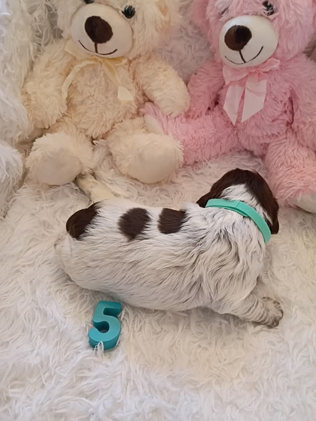 Brittany Puppies media 9