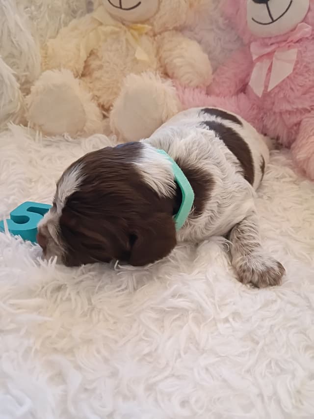 Brittany Puppies media 10