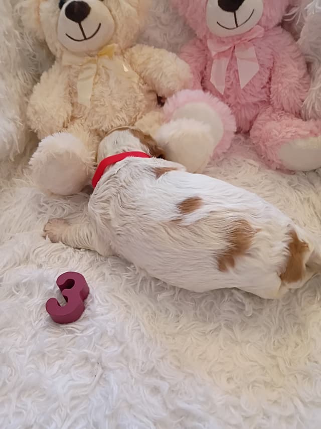 Brittany Puppies media 16
