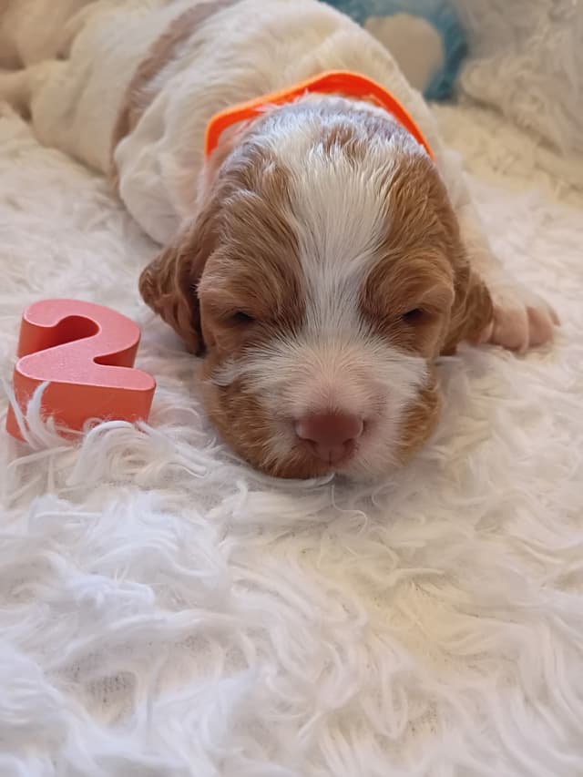 Brittany Puppies media 19