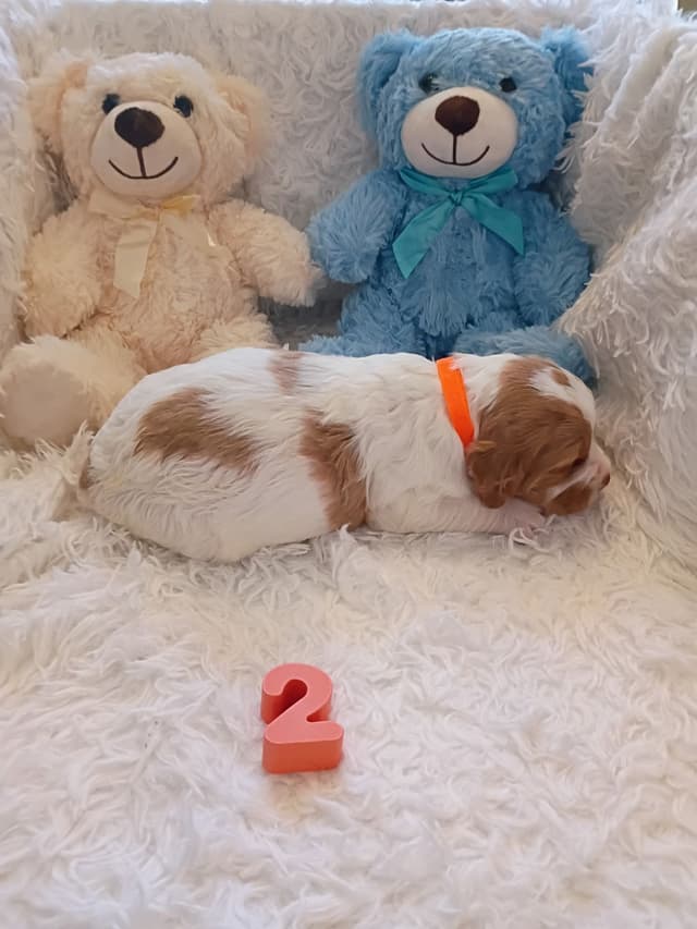 Brittany Puppies media 21