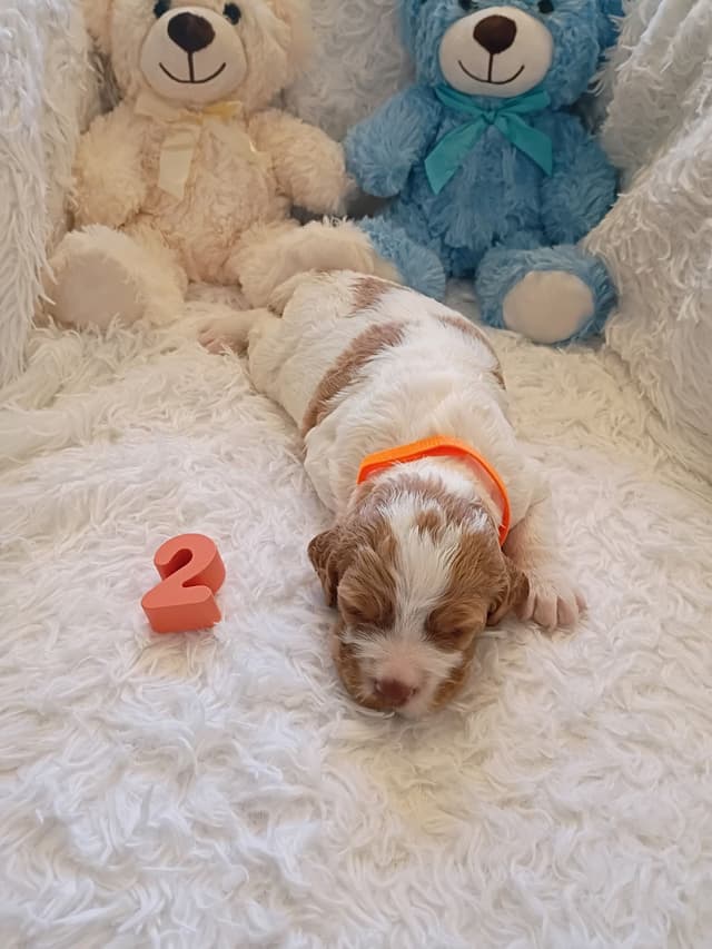 Brittany Puppies media 22