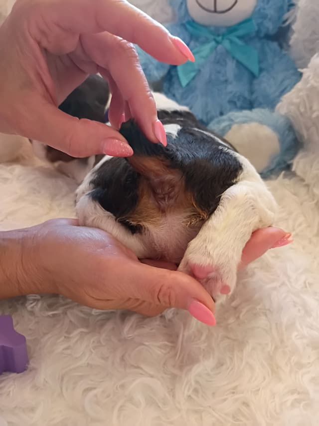 Brittany Puppies media 23