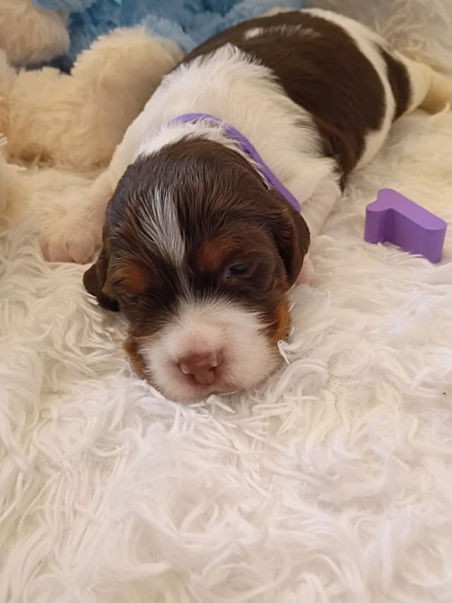 Brittany Puppies media 24