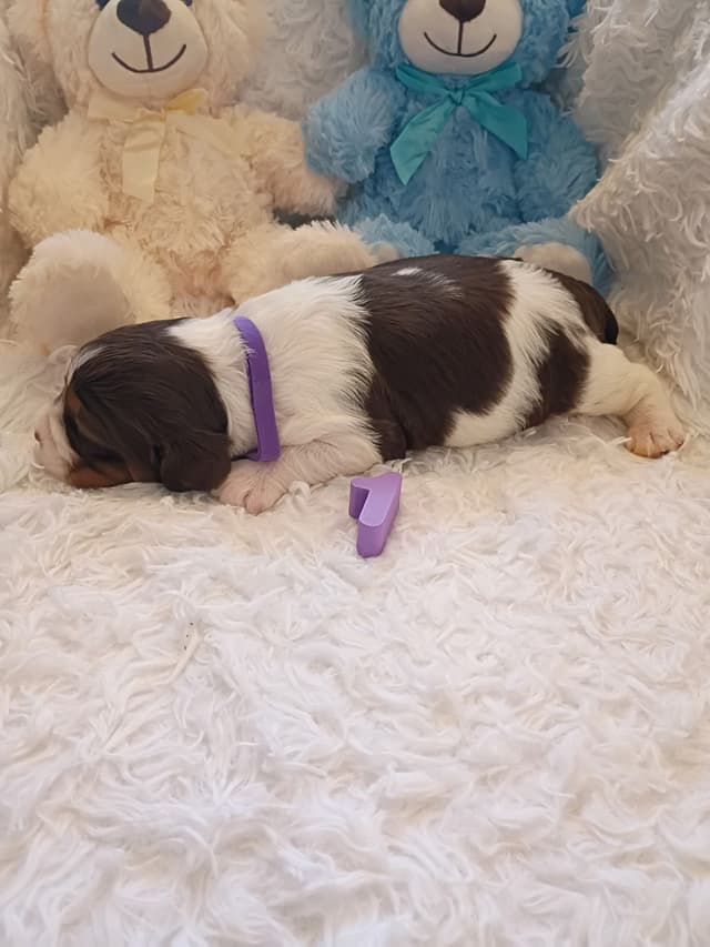 Brittany Puppies media 25