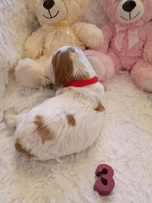 Brittany Puppies media 18