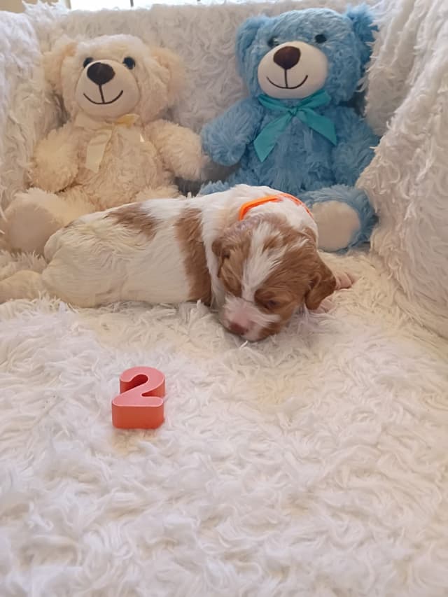 Brittany Puppies media 20