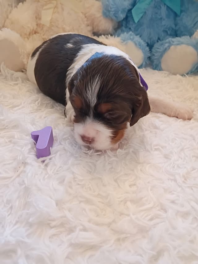 Brittany Puppies media 26