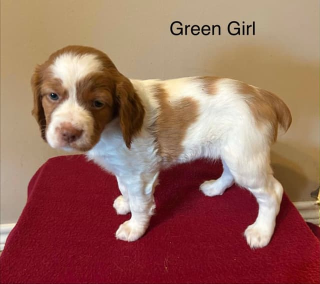 Brittany Puppies media 5