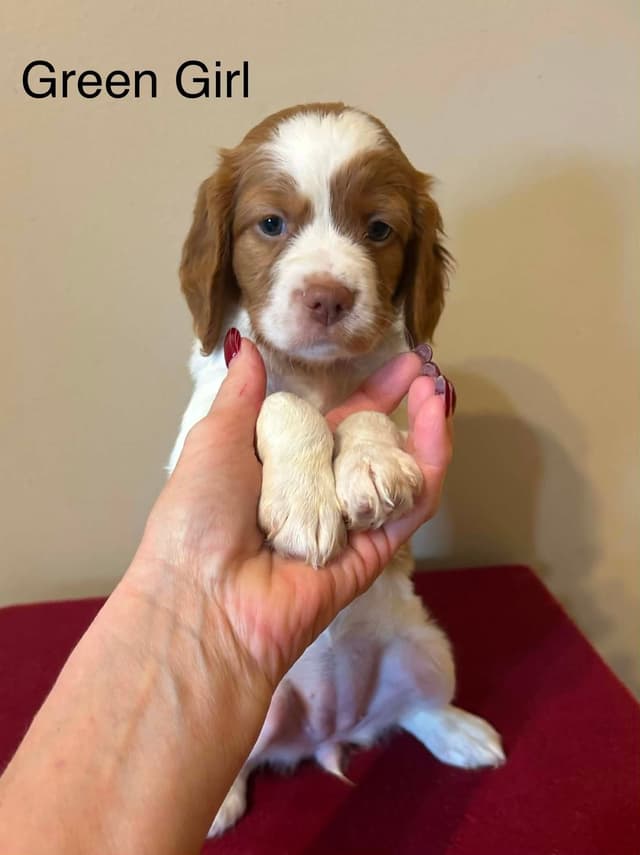 Brittany Puppies media 3