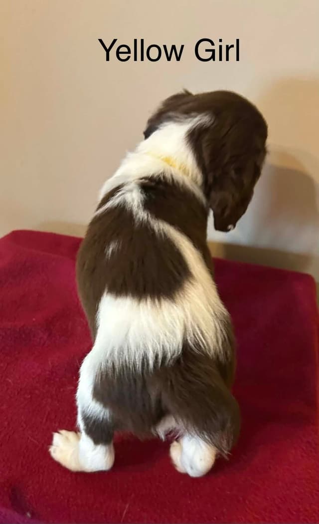 Brittany Puppies media 24