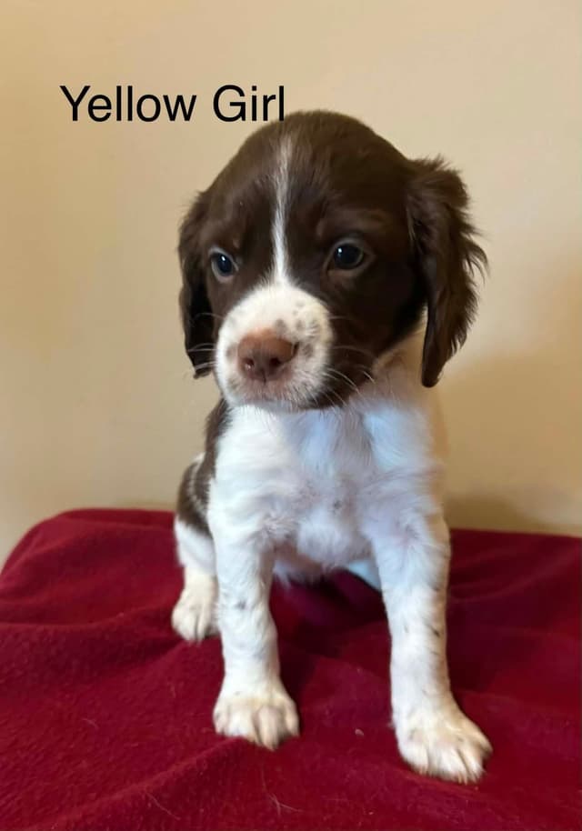 Brittany Puppies media 26
