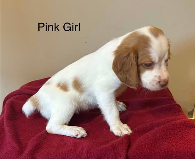 Brittany Puppies media 8