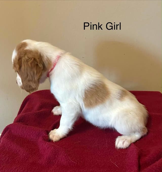 Brittany Puppies media 9