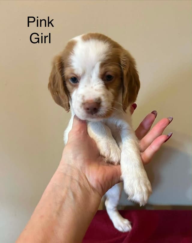 Brittany Puppies media 10