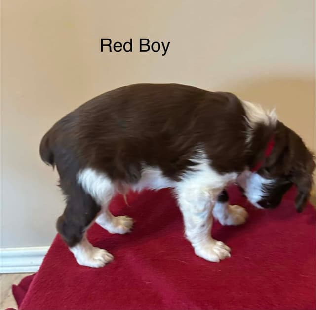Brittany Puppies media 21