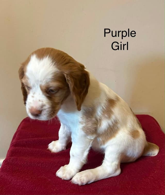 Brittany Puppies media 13