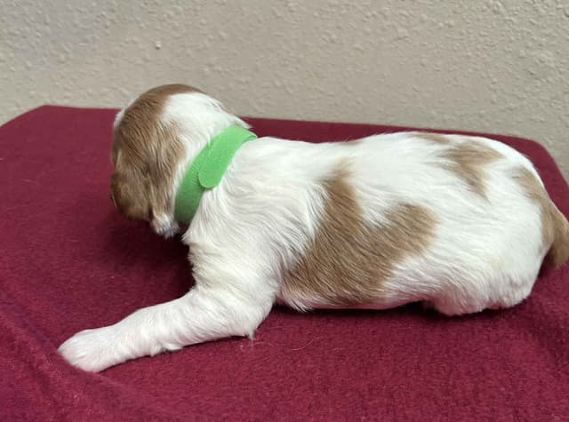 Brittany Puppies media 2