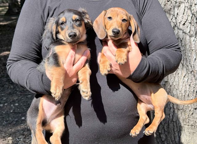 Dachshund Puppies media 2