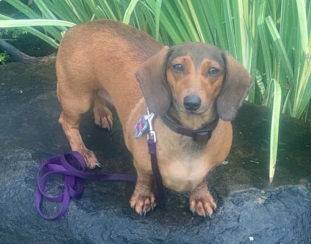 Dachshund Puppies media 4