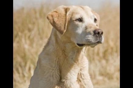 Labrador Retriever Puppies breeder image 2