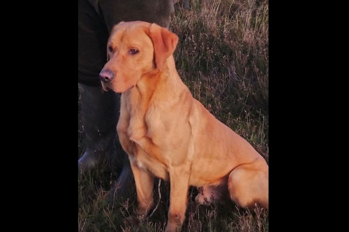 Labrador Retriever Puppies breeder image 3