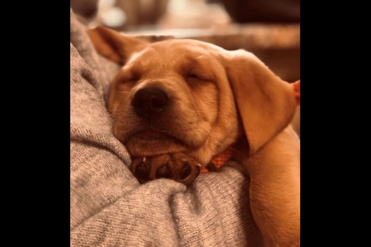 Labrador Retriever Puppies breeder image 4