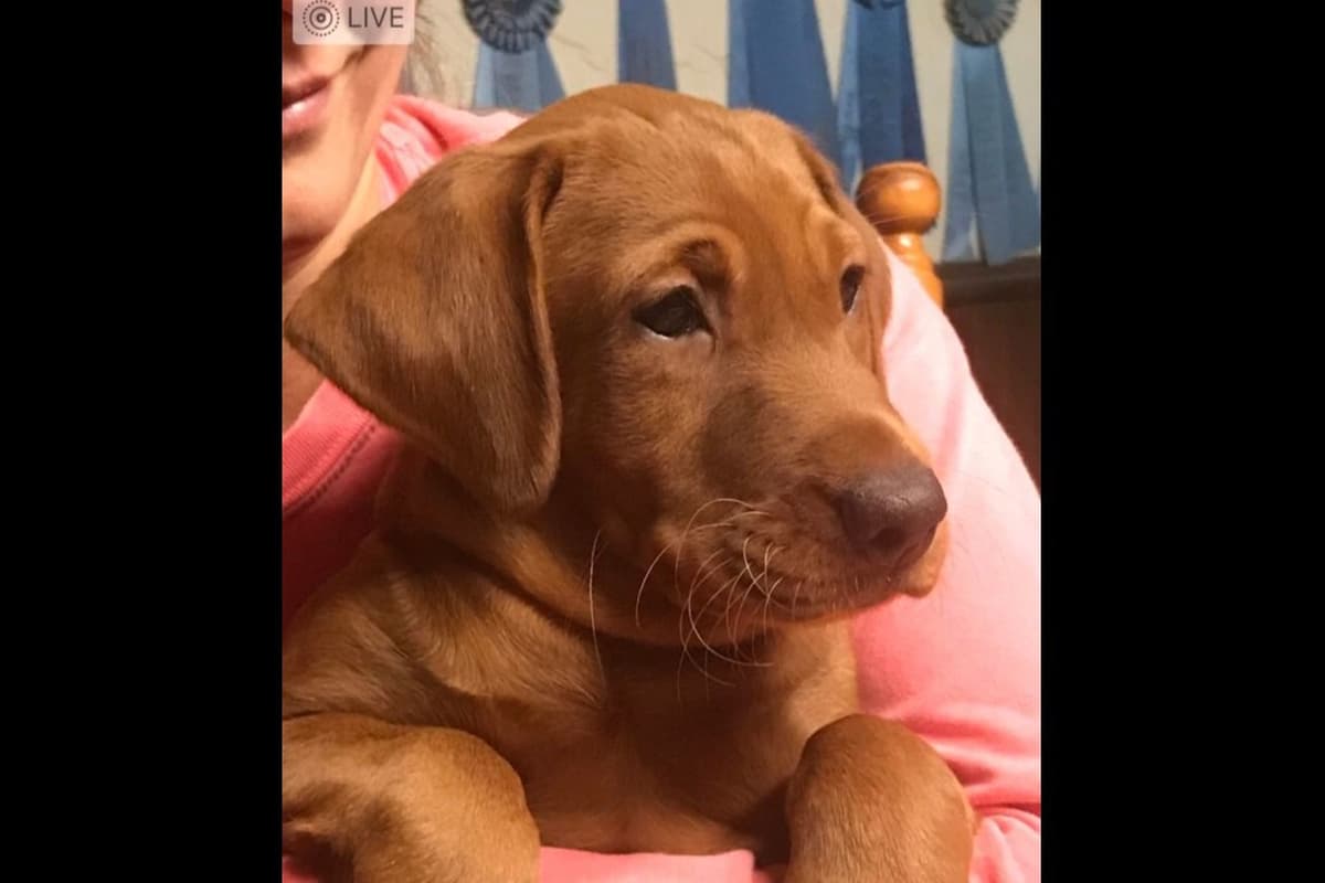 Labrador Retriever Puppies breeder image 5