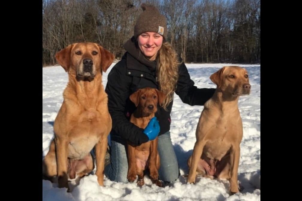 Labrador Retriever Puppies breeder image 9