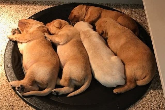 Labrador Retriever Puppies breeder image 10