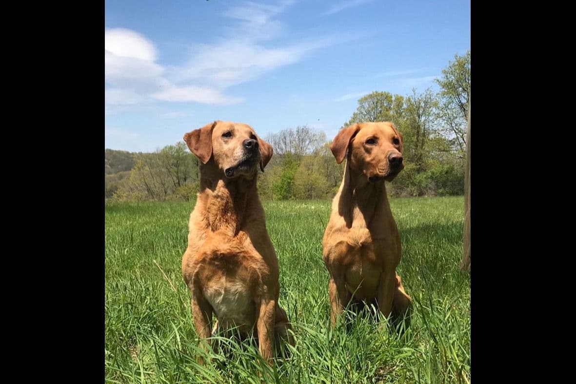 Labrador Retriever Puppies breeder image 14