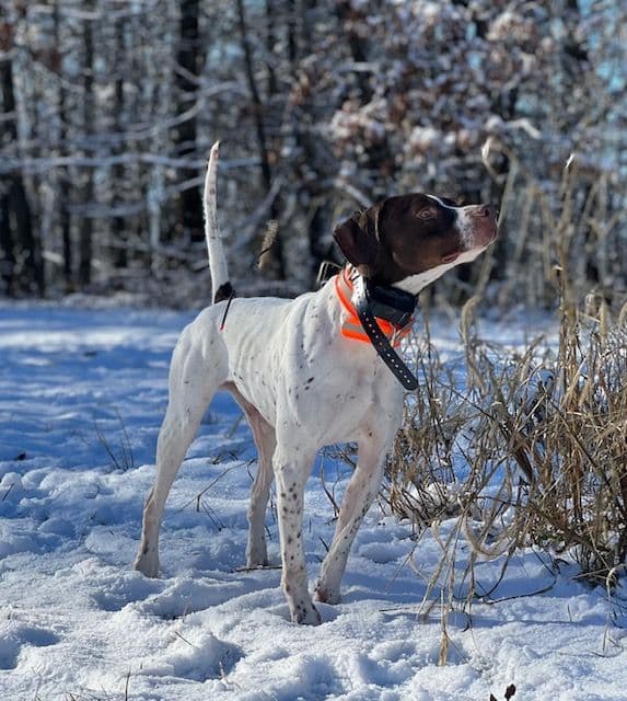 Labrador Retriever Puppies breeder image 18