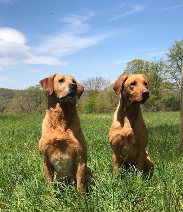Labrador Retriever Puppies media 7
