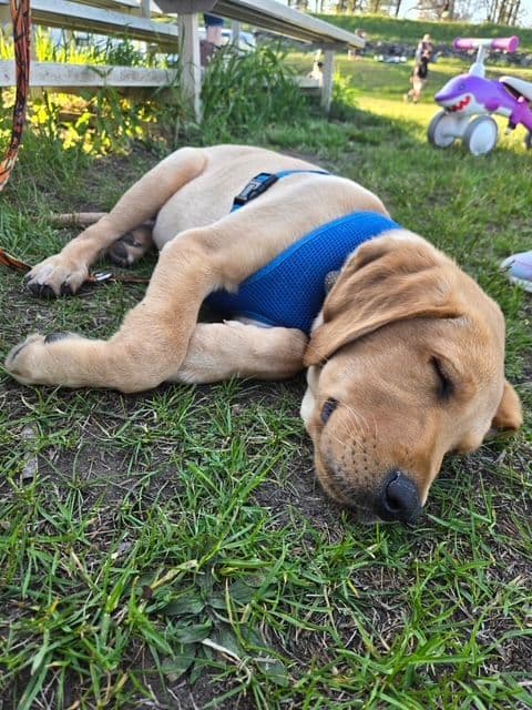 Labrador Retriever Puppies media 9