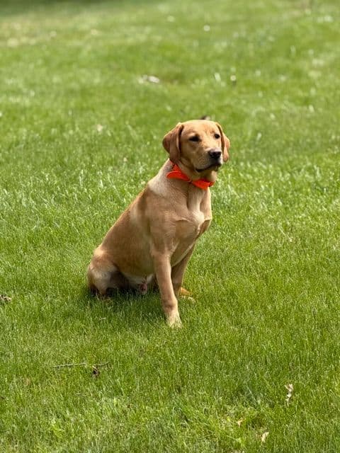 Labrador Retriever Puppies media 10